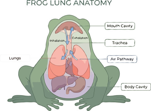 Anatomical illustration showing frog lung anatomy with internal organs and air pathway labels