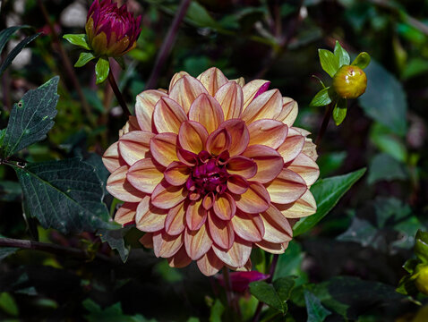 View of dahlia in the garden. Variety - Spartacus