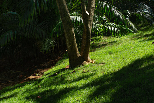 Tree trunk on a sunny lawn