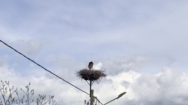 White stork standing on large nest mounted on utility pole under dramatic cloudy sky in rural countryside. Atmospheric wildlife scene symbolizing nature, migration, spring season, nesting behavior, an