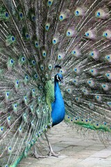 Obraz premium peacock with feathers