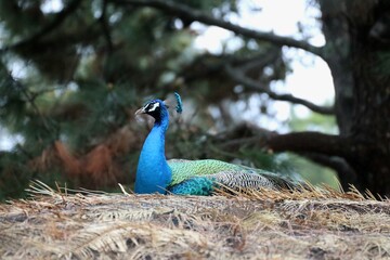 Obraz premium peacock in the park