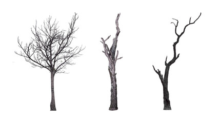 Set of three dead leafless trees and bare dry trunks isolated on white background symbolizing drought or winter season with cut out leafless isolated background silhouette skeleton environment © Adiba