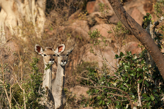 View of two female kudus peering through dense green bushes in the rocky terrain of Welgevonden Game Reserve Waterberg District Municipality, Limpopo, South Africa.