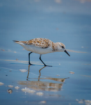 Sanderling Strut