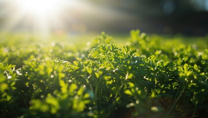 Obraz premium Flat Leaf Parsley Bathed in Sunlight Close-Up, Natural Colors, Depth of Field