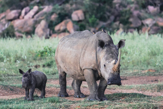 View of a white rhinoceros mother and her calf with oxpeckers on their backs in a grassy field at Welgevonden Game Reserve Waterberg District Municipality, Limpopo, South Africa.