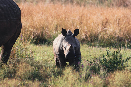 View of a young rhinoceros calf walking through the tall golden grass of the savanna in Welgevonden Game Reserve, Waterberg District Municipality, Limpopo, South Africa.