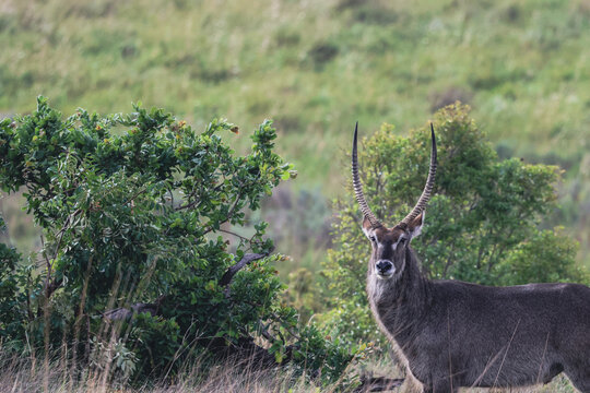 View of a waterbuck with long curved horns standing in the lush green savanna of Welgevonden Game Reserve in Waterberg District Municipality, Limpopo, South Africa.