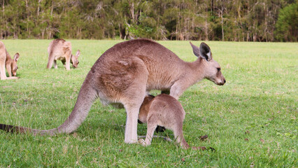 Mother Kangaroo and Joey Bonding in a Green Australian Field © blueringmedia