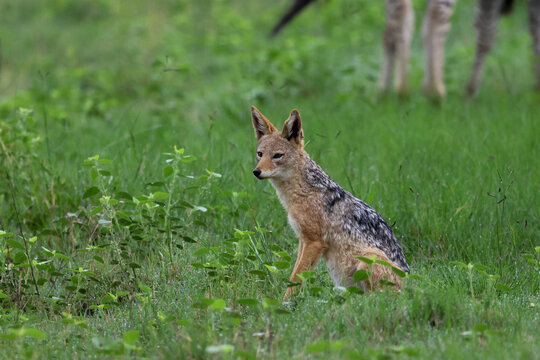 View of a black-backed jackal sitting in lush green grass at Welgevonden Game Reserve Waterberg District Municipality, Limpopo, South Africa.