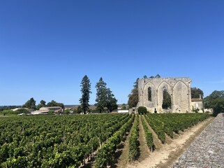 Fototapeta premium Ancient Stone Ruins and Green Vineyard Rows Under a Bright Blue Sky
