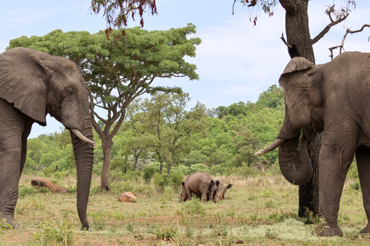 View of two African elephants facing each other at Welgevonden Game Reserve with rhinoceroses grazing in the background savanna in Waterberg District Municipality, Limpopo, South Africa.