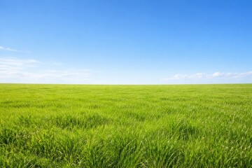 Obraz premium Vibrant green grassland on a clear summer day with open blue sky and copy space