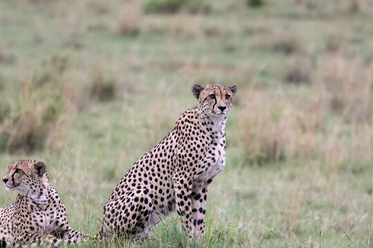 View of two cheetahs sitting and resting in the tall grass of the savanna at Welgevonden Game Reserve, Waterberg District Municipality, Limpopo, South Africa.