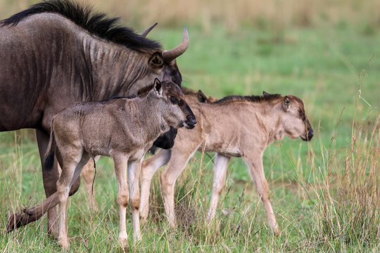 View of an adult wildebeest with two young calves walking through the tall green grass of the savanna in Waterberg District Municipality, Limpopo, South Africa.