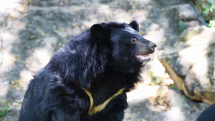Fototapeta premium Profile View of an Asian Black Bear in a Sunny Zoo Habitat