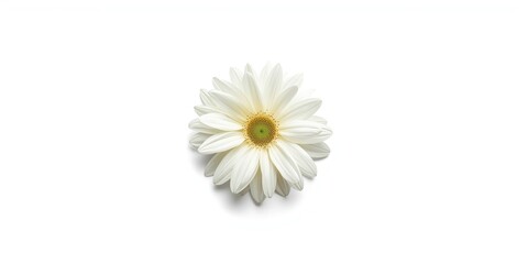 Obraz premium Big white flower centered on uniform white background for copy space