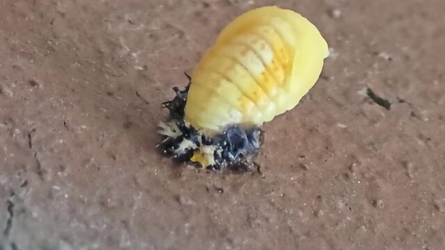 

Ladybug pupation series 09 - Newly formed pupa gently moving to dry its body in the wind,
[무당벌레 탈피 시리즈 09] 젖은 몸을 바람에 말리며 미세하게 움직이는 부드러운 번데기

