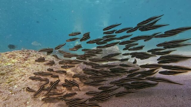 A dense school of juvenile Striped Eel Catfish glides together over the sunlit sandy ocean floor. The fish move as a single unit through clear blue water