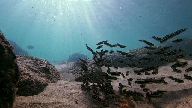 Numerous small fish swim in a synchronized school above the sandy ocean bottom