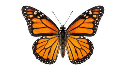 Obraz premium Monarch butterfly isolated on a neutral background with wings spread and detailed orange and black patterns visible, showcasing its delicate features and intricate design