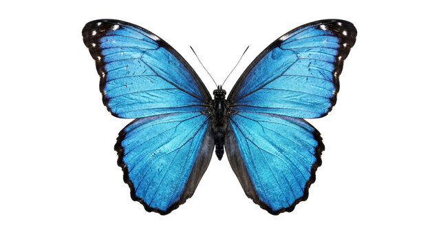 Blue morpho butterfly with open wings top view isolated on transparent background vibrant azure wing scales and black borders for tropical rainforest theme and exotic wildlife illustrations