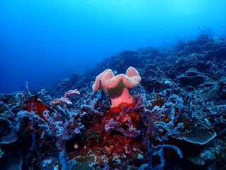 Soft coral on the reef © KirstyJo