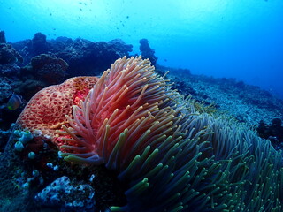 coral reef in the sea © KirstyJo