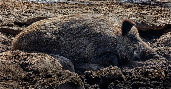 Sleeping wild boar. Latin name - Sus scrofa