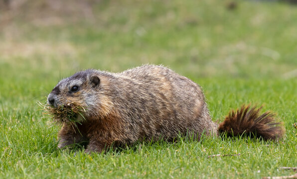Cute Yellow-bellied Marmot in Idaho in Spring