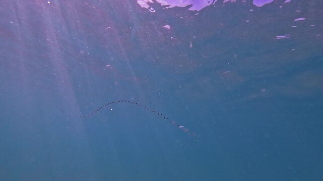 Chain-like marine animal gently swims through bright, clear blue ocean water. Sunlight penetrates the surface, illuminating the creature's delicate movement