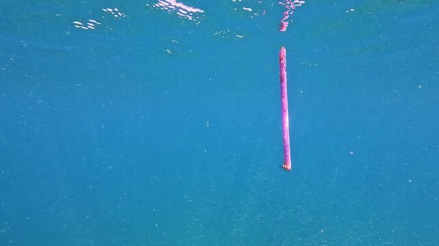 A pink stick sinks through clear blue ocean water. A small dark sea urchin clings to its bottom as it descends slowly