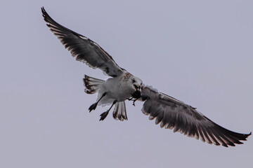 Obraz premium seagull in flight with muscle in beak