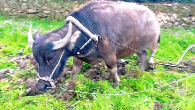 A water buffalo is plowing the field