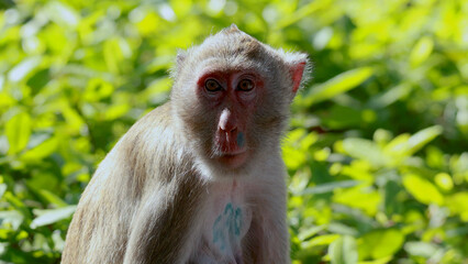 Fototapeta premium Close up of a Macaque monkey looking at the camera in lush greenery