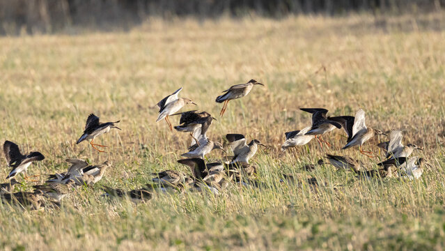 Flock of ruff birds flying low over a dry agricultural field in Cyprus (Calidris pugnax)