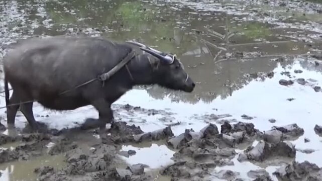 A water buffalo is plowing the field