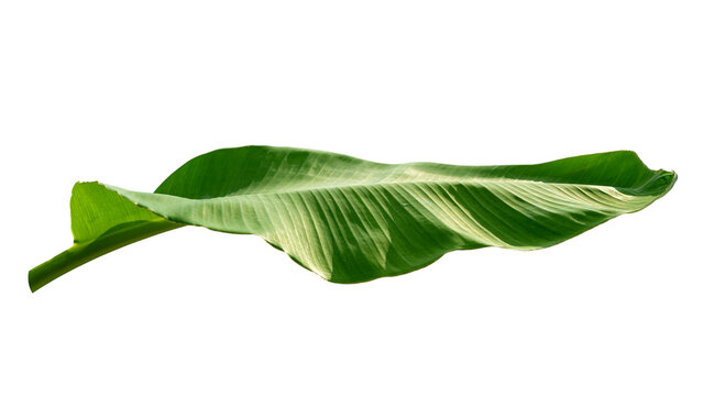 Green banana leaf isolated on white background