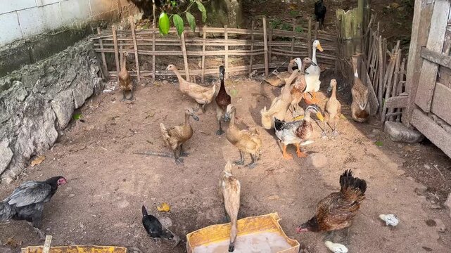 Farmyard Poultry Activity in Sunlit Enclosure
