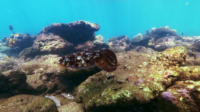 A cuttlefish swims near rocky coral formations on the ocean floor. Small fish and a diver are visible in the clear blue water during the day