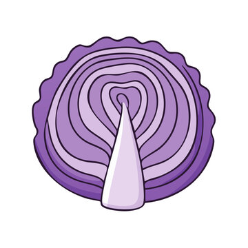 Cross-section of a vibrant purple cabbage revealing concentric rings and a central core