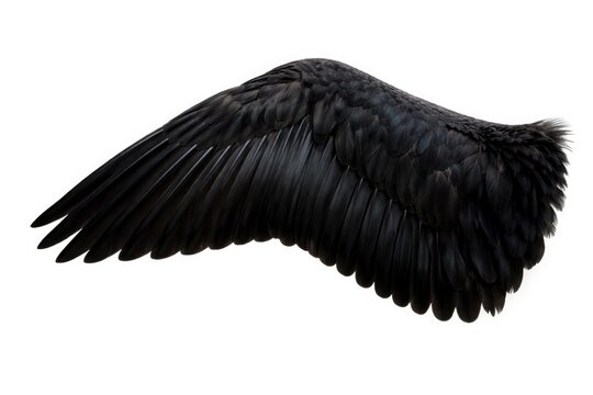 Black colored flamingo wing shown on clean white background