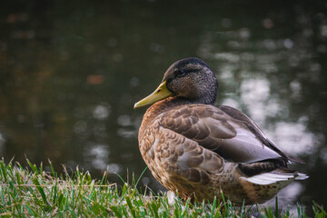 Close up profile portrait of a female mallard duck standing on green grass by the pond © Kacper