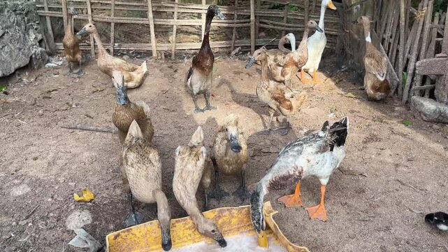 observing a group of ducks and poultry in an outdoor yard