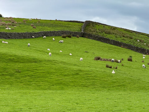 View of sheep grazing on a lush green hillside divided by traditional dry stone walls under a cloudy sky in Hawes, England, United Kingdom.