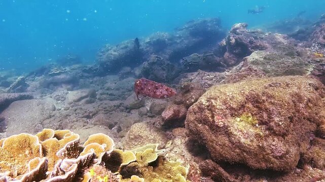 A cuttlefish swims across a rocky coral reef habitat under natural daylight. Small fish appear in the background in the ocean