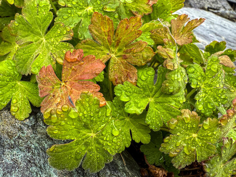 View of green and reddish-brown leaves covered in fresh water droplets against a grey stone in Hawes, England, United Kingdom.