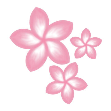 illustration of three pink frangipani flowers (Plumeria) with white gradation in the middle