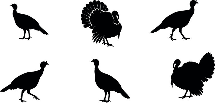 Turkey silhouette collection thanksgiving graphics and autumn holiday designs